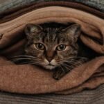 15 Cozy Spots Your Cat Finds Irresistible (And Why They Love Them)