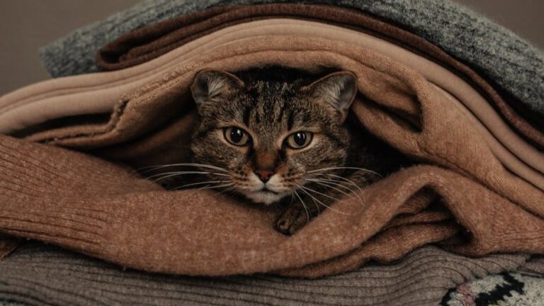 15 Cozy Spots Your Cat Finds Irresistible (And Why They Love Them)