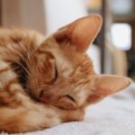 It's Not Just a Cat Nap: The Surprising Purpose Behind Their Many Snoozes