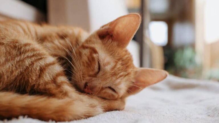 It's Not Just a Cat Nap: The Surprising Purpose Behind Their Many Snoozes