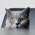Why Does Your Cat Stare at You While You Eat? The Curious Truth Revealed