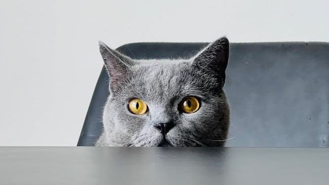 Why Does Your Cat Stare at You While You Eat? The Curious Truth Revealed
