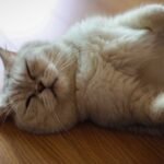 What If Your Cat's Napping Spot Holds a Hidden Message for You?