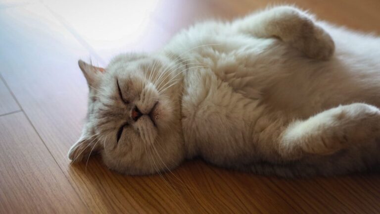 What If Your Cat's Napping Spot Holds a Hidden Message for You?
