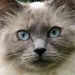 Does Your Cat Understand More Than You Think? Unraveling Their Intelligence