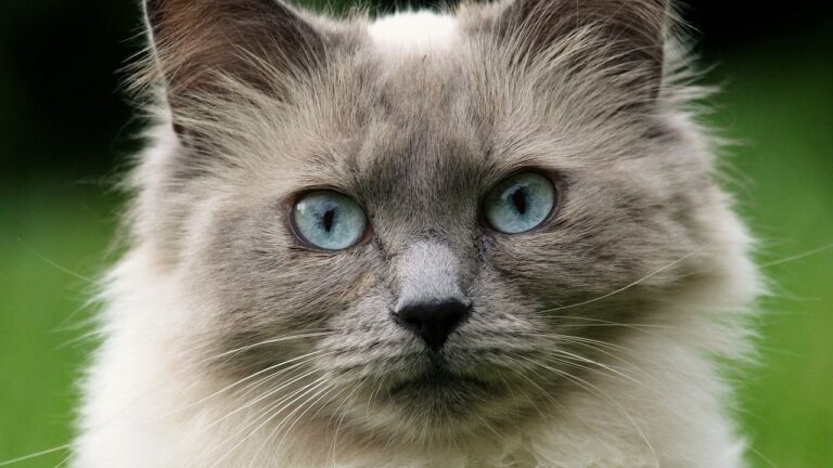 Does Your Cat Understand More Than You Think? Unraveling Their Intelligence