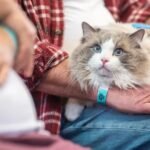 Why Do Cats Seem to Choose Their Favorite Human? The Bond Explained