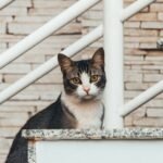 The Truth About Cat Stares: It's Not Just Attention-Seeking, It's Deeper