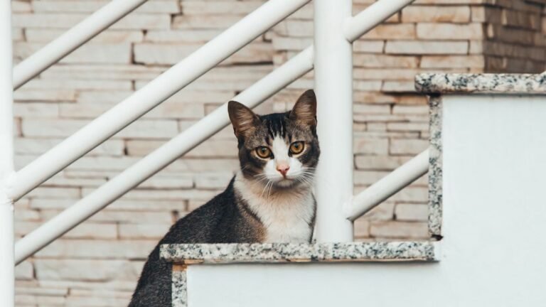 The Truth About Cat Stares: It's Not Just Attention-Seeking, It's Deeper