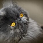 11 Cat Breeds Who Are Masters of Affection (Even If They Hide It Well)