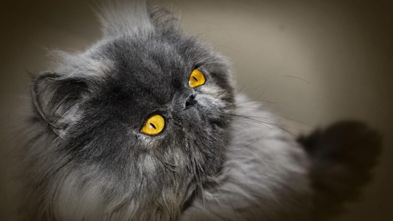 11 Cat Breeds Who Are Masters of Affection (Even If They Hide It Well)