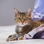 12 Common Human Habits That Your Cat Secretly Finds Absolutely Hilarious