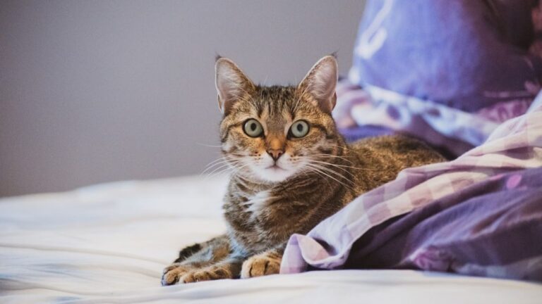 12 Common Human Habits That Your Cat Secretly Finds Absolutely Hilarious