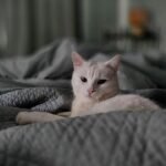 8 Signs Your Cat Believes Your Home Is Their Ultimate Cozy Sanctuary