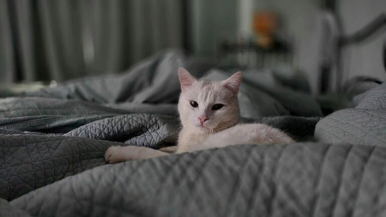 8 Signs Your Cat Believes Your Home Is Their Ultimate Cozy Sanctuary