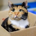 10 Everyday Household Items Your Cat Uses for Surprising Secret Missions