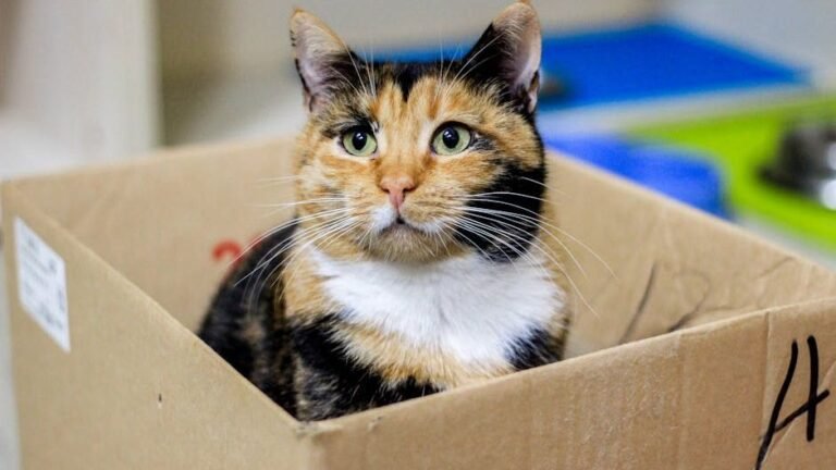 10 Everyday Household Items Your Cat Uses for Surprising Secret Missions