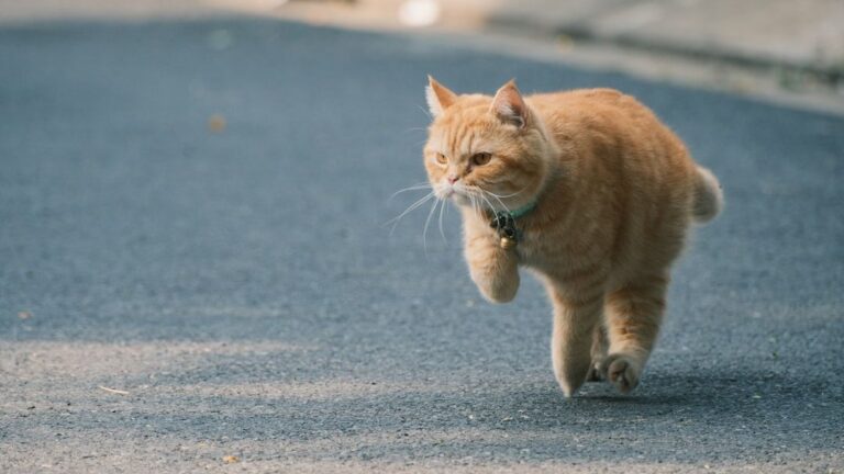 Your Cat's 'Zoomies' Aren't Random: Unpacking Their Wildest Moments