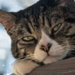 5 Surprising Things Your Cat Secretly Judges You For