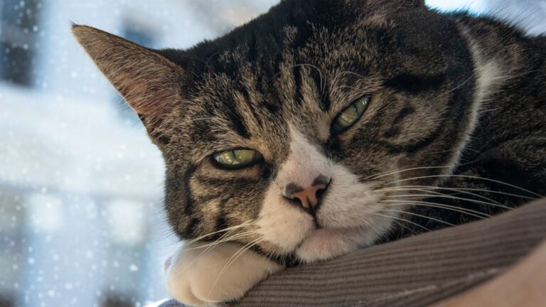 5 Surprising Things Your Cat Secretly Judges You For