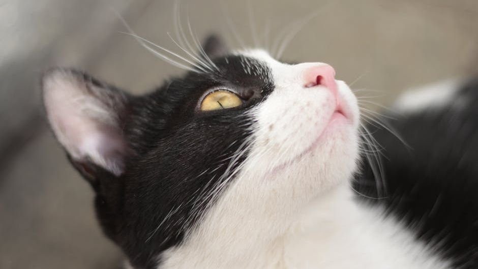 12 Little-Known Facts About Cat Purrs Beyond Simple Contentment