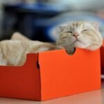 9 Unexpected Places Your Cat Prefers to Nap (and Why)