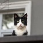 7 Reasons Why Your Cat Might Be Ignoring You (It's Not Personal)