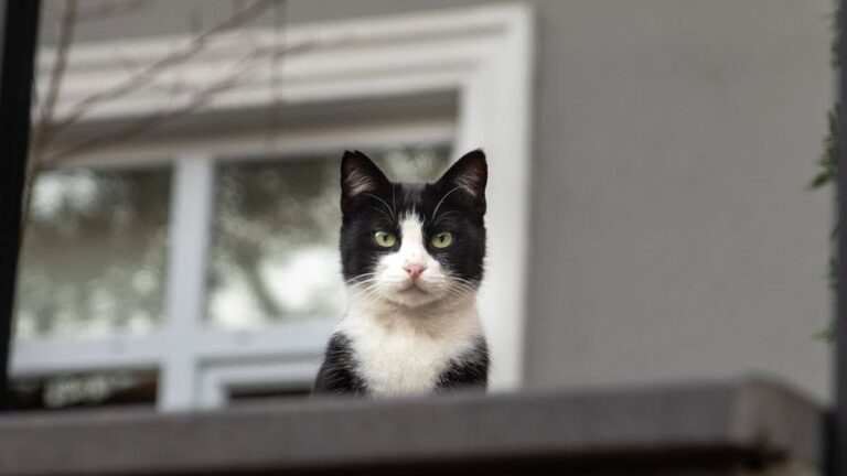 7 Reasons Why Your Cat Might Be Ignoring You (It's Not Personal)