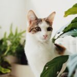 10 Common Household Items That Can Be Dangerous for Your Curious Cat
