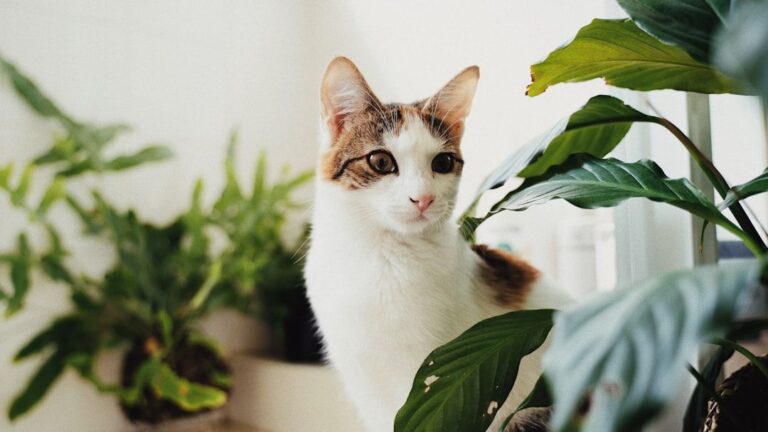 10 Common Household Items That Can Be Dangerous for Your Curious Cat