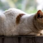 Your Cat's Sleeping Position Reveals More About Their Mood Than You Think