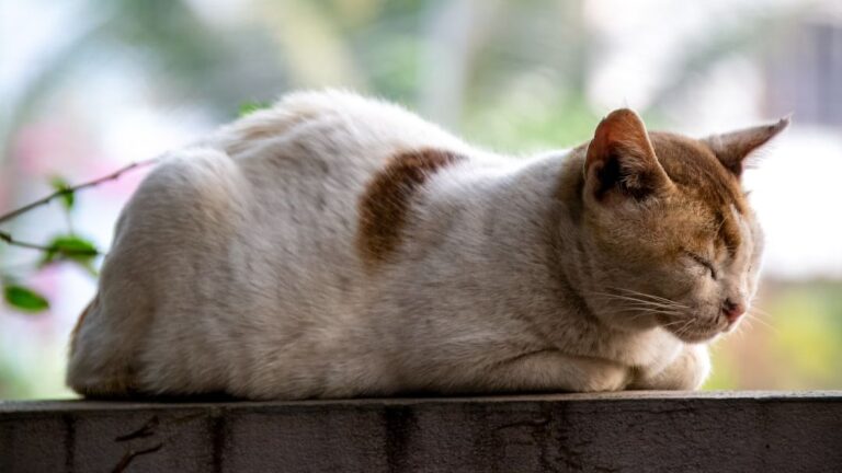 Your Cat's Sleeping Position Reveals More About Their Mood Than You Think