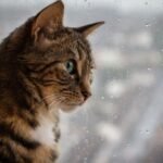 Cats Possess a Remarkable Ability to Sense Changes in Your Home's Energy