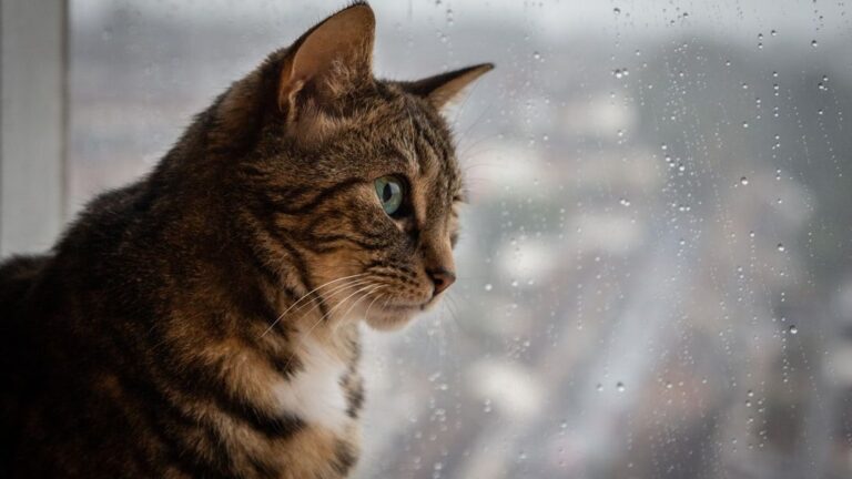 Cats Possess a Remarkable Ability to Sense Changes in Your Home's Energy
