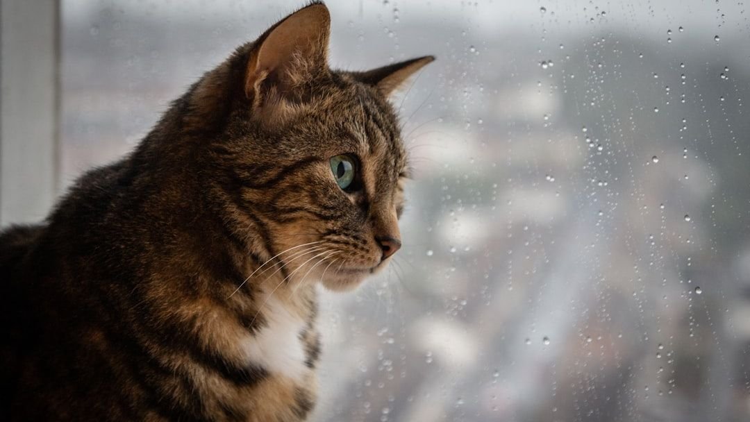 Cats Possess a Remarkable Ability to Sense Changes in Your Home's Energy