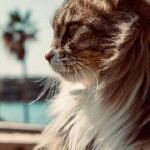 Your Cat's Seemingly Aloof Nature Is Often a Sign of Deep Security