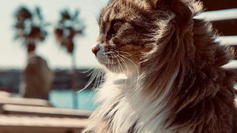 Your Cat's Seemingly Aloof Nature Is Often a Sign of Deep Security