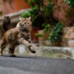 The 'Crazy an Hour' Your Cat Has Is a Vital Part of Their Well-Being