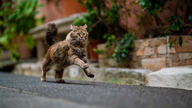The 'Crazy an Hour' Your Cat Has Is a Vital Part of Their Well-Being