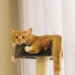 The Indoor Cat Life Can Be Enriched with Simple, Daily Mental Stimulation