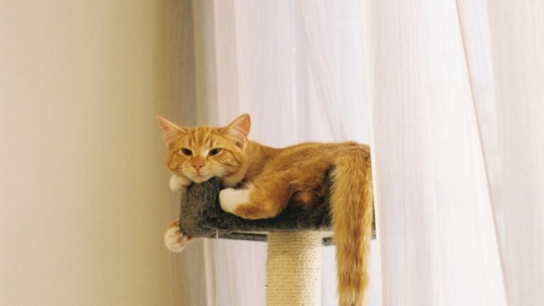 The Indoor Cat Life Can Be Enriched with Simple, Daily Mental Stimulation