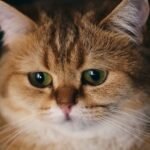 Cats Genuinely Mourn the Loss of Companions, Both Human and Feline