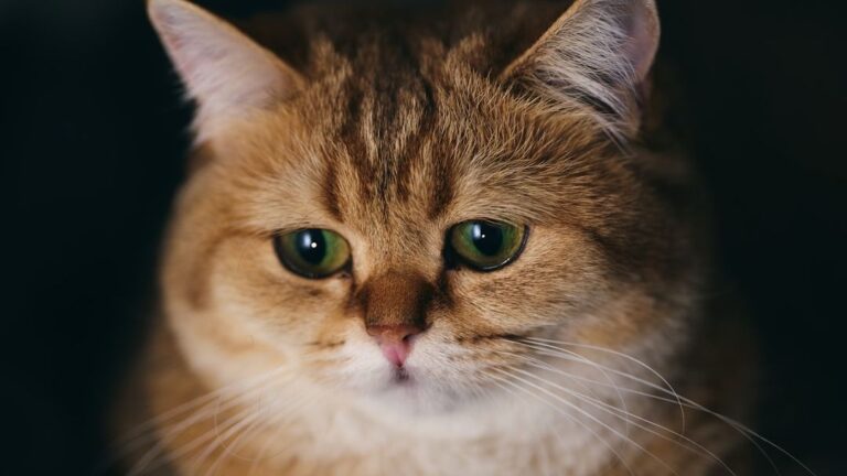 Cats Genuinely Mourn the Loss of Companions, Both Human and Feline