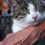 8 Incredible Ways Cats Help Improve Your Mental Well-being