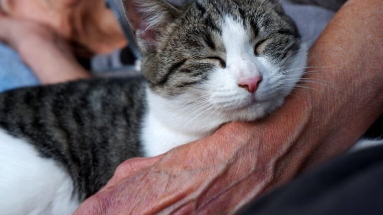 8 Incredible Ways Cats Help Improve Your Mental Well-being