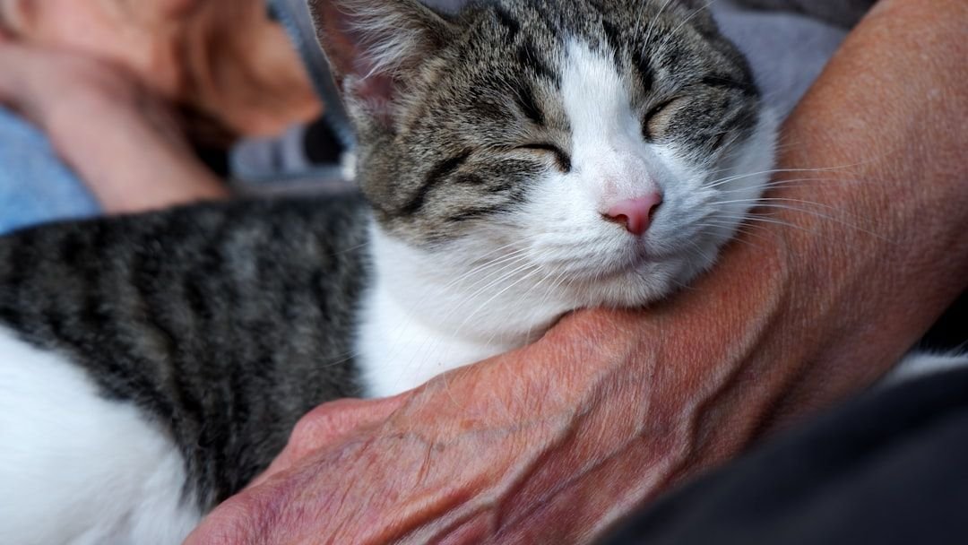 8 Incredible Ways Cats Help Improve Your Mental Well-being