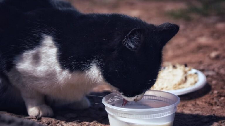 9 Ancient Cat Myths You Still Believe (and Why Science Says Otherwise)