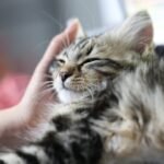 Beyond Treats: The Non-Food Rewards Your Cat Truly Craves From You