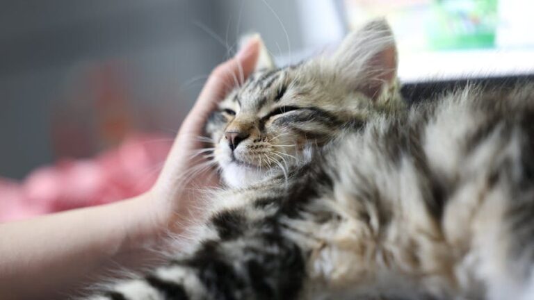Beyond Treats: The Non-Food Rewards Your Cat Truly Craves From You