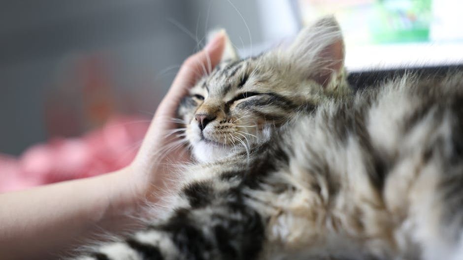Beyond Treats: The Non-Food Rewards Your Cat Truly Craves From You